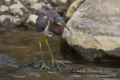 Tricoloured Heron (Egretta tricolor)_Ribeira Quente (Sao Miguel)