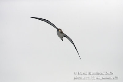 Palearctic species (incl. native Azorean birds)