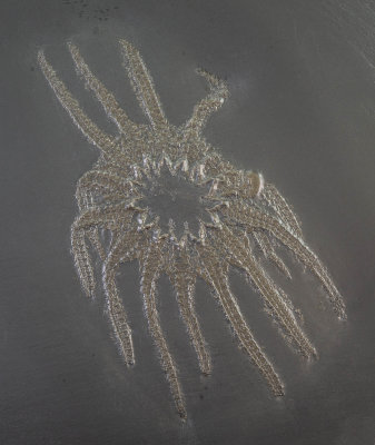 Helianthaster rhenanus, 12 cm across, showing 14 arms, from the Devonian of Bundenbach