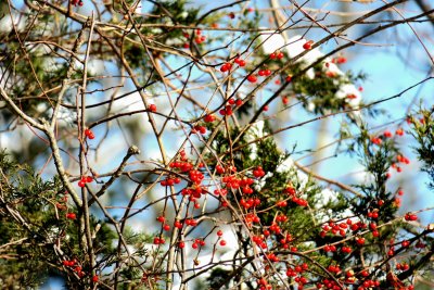 Winter Berries