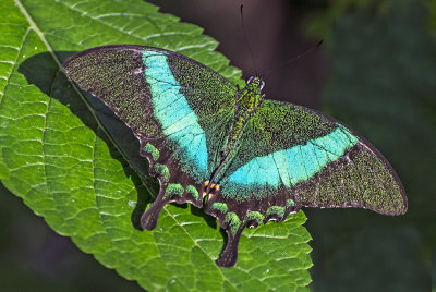 Emerald Swallowtail