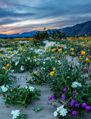 Desert Primrose, Desert Sand Verbena, and Desert Gold Sunflower, Anza Boreggo Desert State Park, CA
