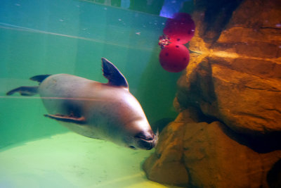 harbor seal