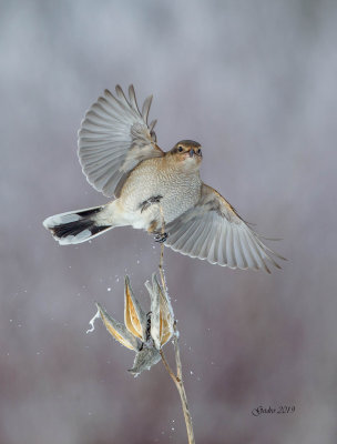 Northern Shrike ( Pie-griche grise ) Juvnile