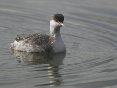 Horned Grebe