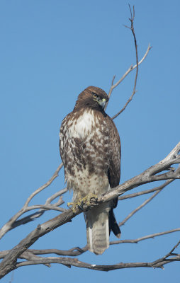 Red-tailed Hawk, first-cycle