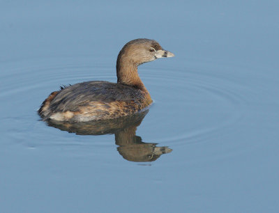 Pied-billed Grebe, breeding plumage