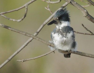 Belted Kingfisher