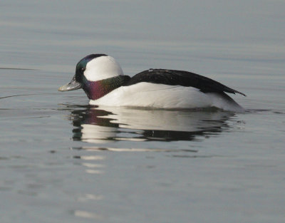 Bufflehead, male