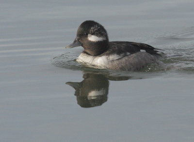 Bufflehead, female