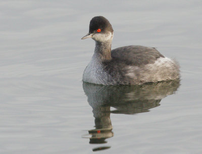 Eared Grebe