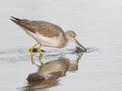 Greater Yellowlegs, foraging
