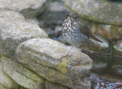 Hermit Thrush