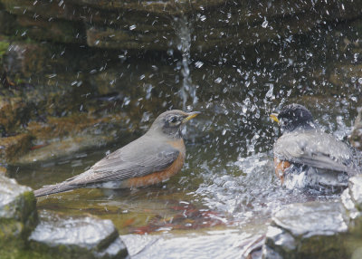 American Robins, bathing