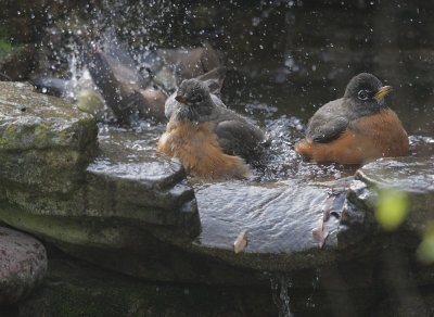 American Robins, bathing