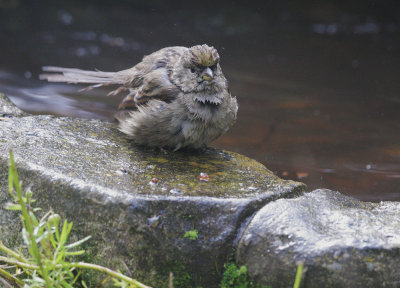 Golden-crowned Sparrow, after bath