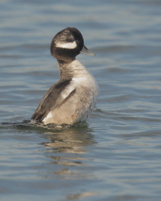 Bufflehead, female