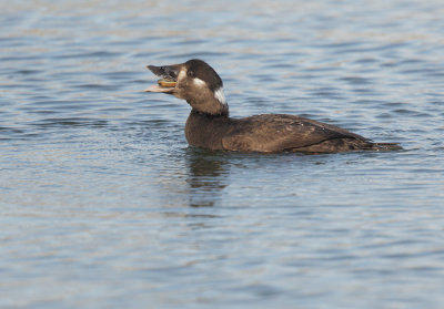 Surf Scoter, female, with clam