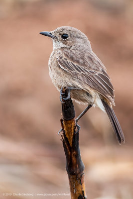 Pied Bush chat (F)_3297
