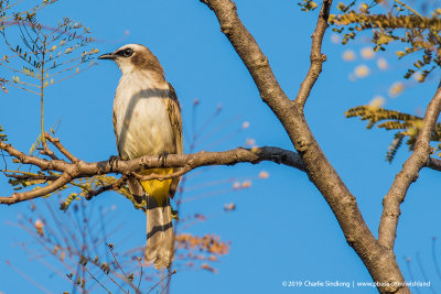 Yellow-vented Bulbul_2420