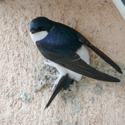 Western House Martin - Huiszwaluw - Hirondelle de fentre