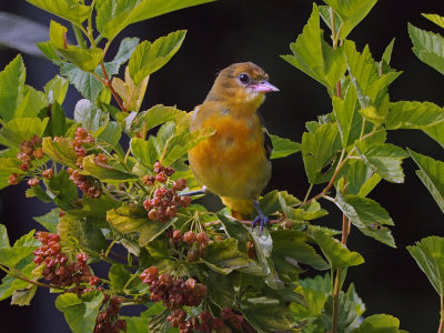 Oriole du Nord /  Northern Oriole