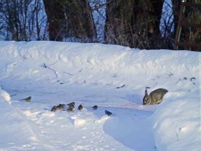 Lapin  queue blanche