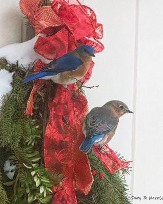 Bluebird, Eastern AL7A3267.jpeg