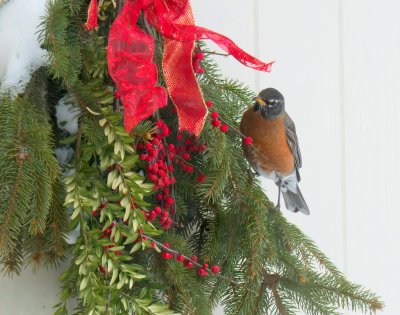 American Robin IMG_5589.jpeg