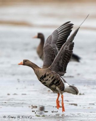 Goose, Greater White-fronted AL7A3320.jpg