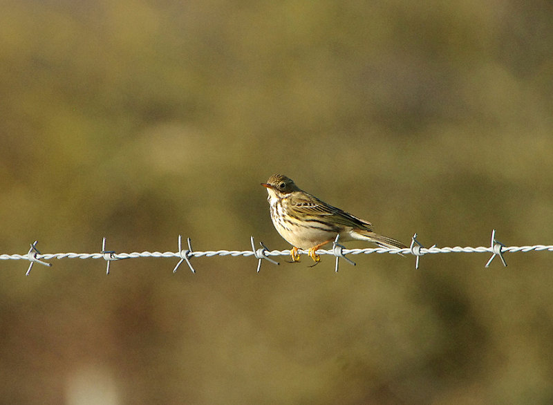 MEADOW PIPIT . TREMLETTS MARSH . TOPSHAM . DEVON . 13 . 1 . 2019