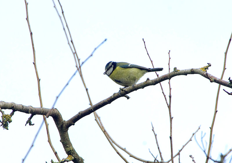 BLUE TIT . BOWLING GREEN MARSH . TOPSHAM . DEVON . 15 . 1 . 2019