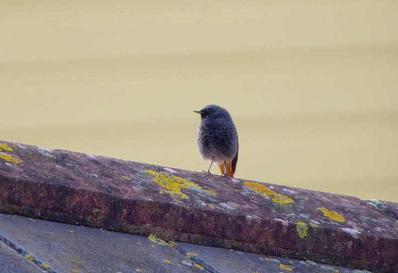 BLACK REDSTART . SHELLY BEACH . EXMOUTH . DEVON . 21 . 1 . 2019