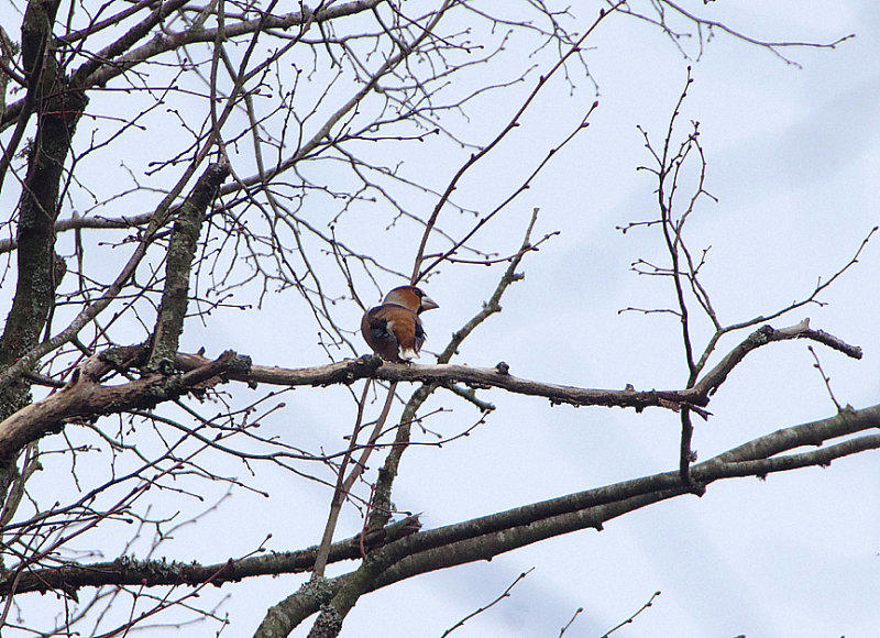 HAWFINCH . PARKEND . GLOUCESTERSHIRE . ENGLAND . 25 / 1 / 2019