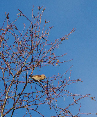 LESSER REDPOLL , AYLESBEARE COMMON , DEVON , ENGLAND , 9 , 1 , 2019