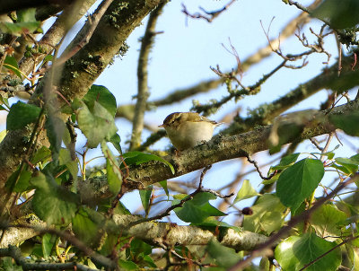 YELLOW BROWED WARBLER . BOWLING GREEN MARSH . TOPSHAM . DEVON . ENGLAND . 10 . 1 . 2019