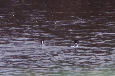 SMEW . THE RIVER USK . GWENT . WALES . 25 / 1 / 2019