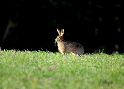 BROWN HARE . Nr NORTH WOOD . DEVON . 28 . 1 . 2019.JPG