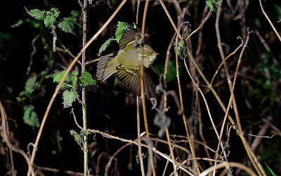 YELLOW-BROWED WARBLER . BOWLING GREEN MARSH . TOPSHAM . DEVON . 30 / 1 / 2019
