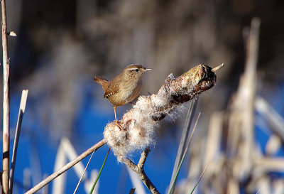 WINTER WREN . DARTS FARM . TOPSHAM . DEVON . 30 / 1 / 2019
