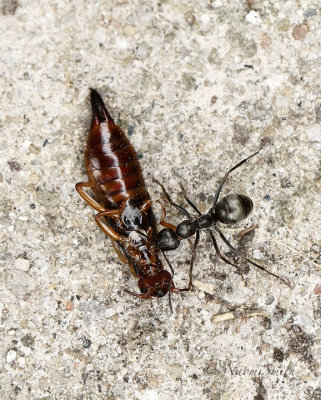 Ant with Earwig JN18 #1115
