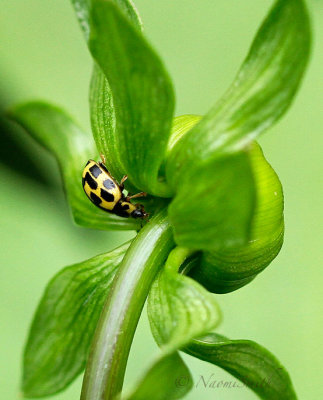 Fourteen Spotted Lady Beetle JN17 #0096