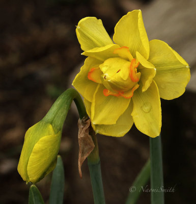 Daffodil Tahiti MY18 #5624