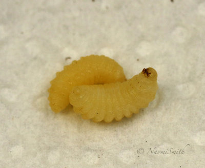 Potter Wasp Larvae MY18 #5885