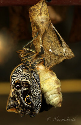 Owl Butterfly-Caligo sp. N18 #9812