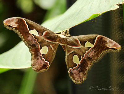 Rothschild's Giant Silk Moth N18 #9826