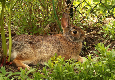 Eastern Cottontail MY18 #6750