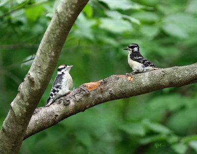 Eastern Downy Woodpecker (Male & Female)