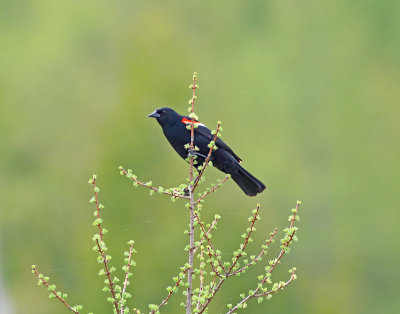 Male Red Wing Blackbird