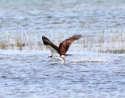 Osprey Takeoff